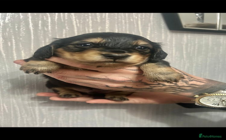 Miniature Dachshund dogs - Advert 1