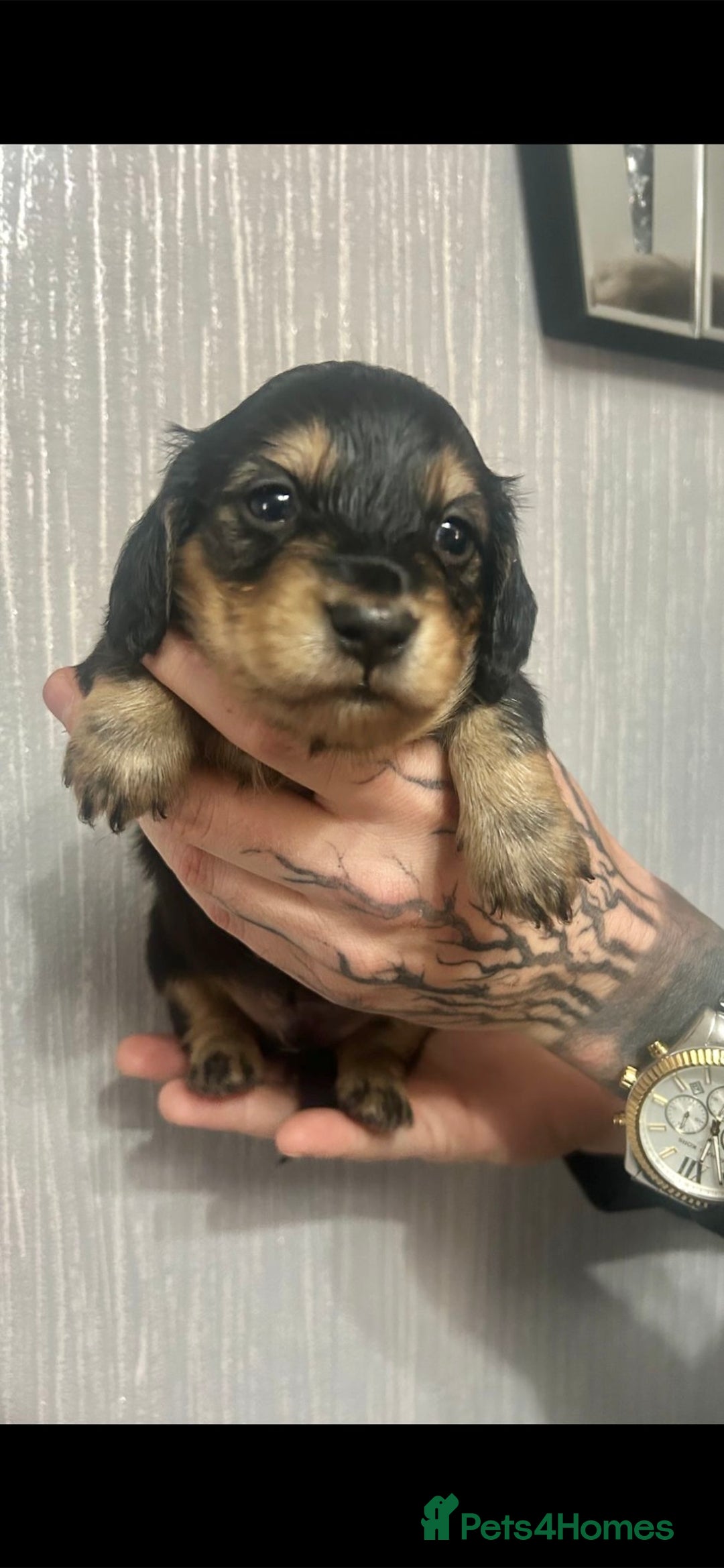 Miniature Dachshund dogs for sale: Black & Cream Long Haired - Image 1