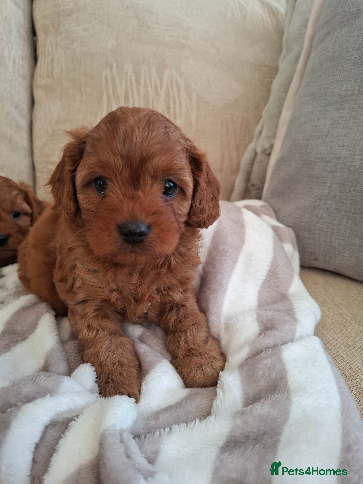 Cavapoo dogs F1 Toy Teddy bear cavapoos. Health tested parents - Advert 1