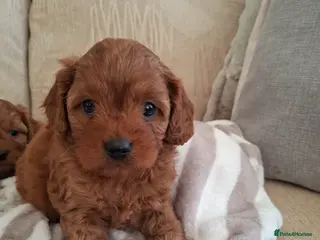 Cavapoo dogs F1 Toy Teddy bear cavapoos. Health tested parents - Advert 1