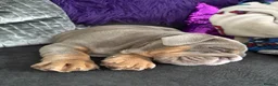 English Bulldog dogs for sale: Full pedigree british bulldog  in Manchester - Advert 3