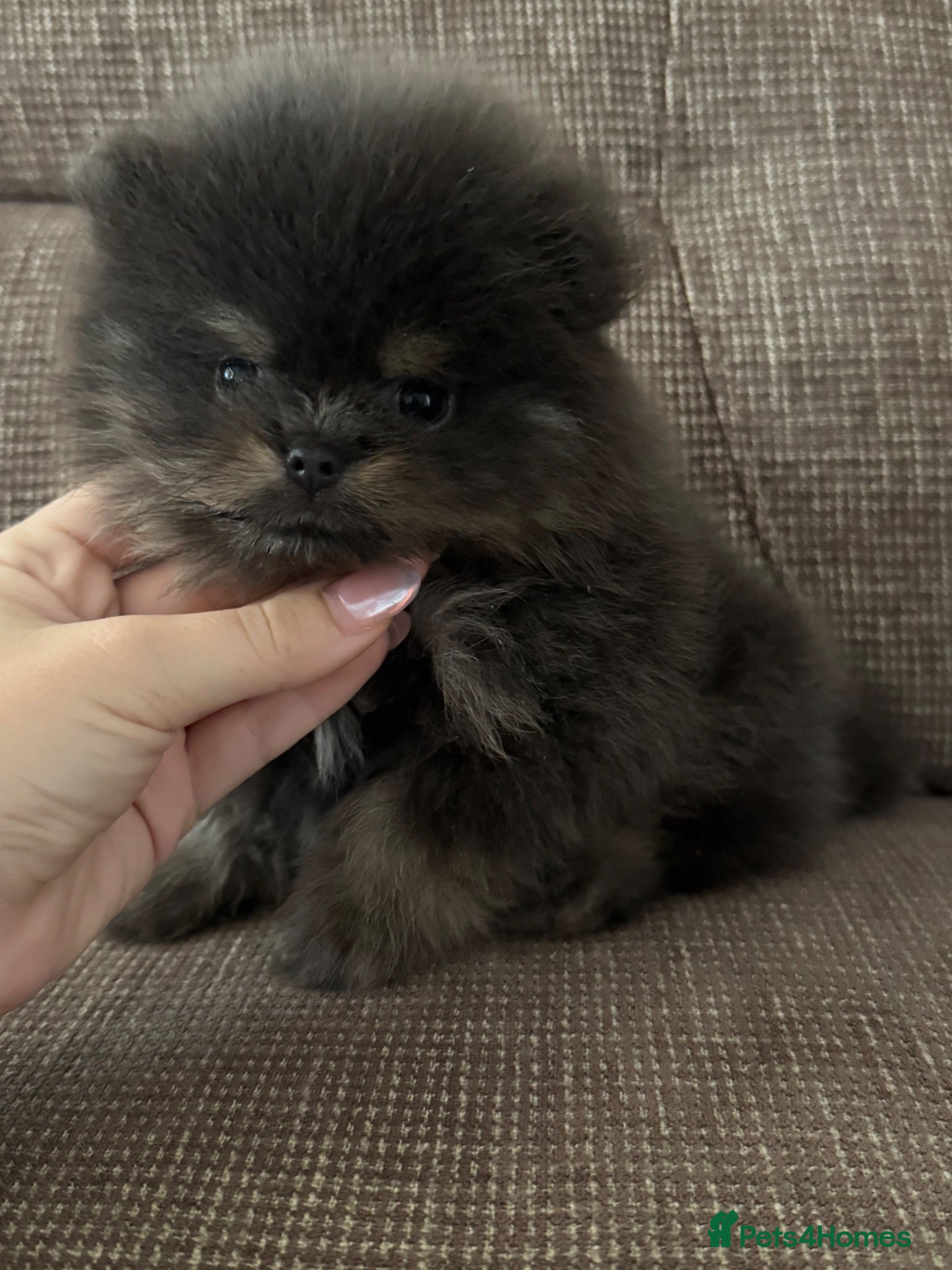 Pomeranian dogs Exclusive Stunning KC reg Teddy Bear Poms - Advert 5