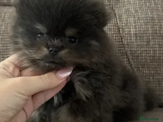 Pomeranian dogs Exclusive Stunning KC reg Teddy Bear Poms - Advert 5