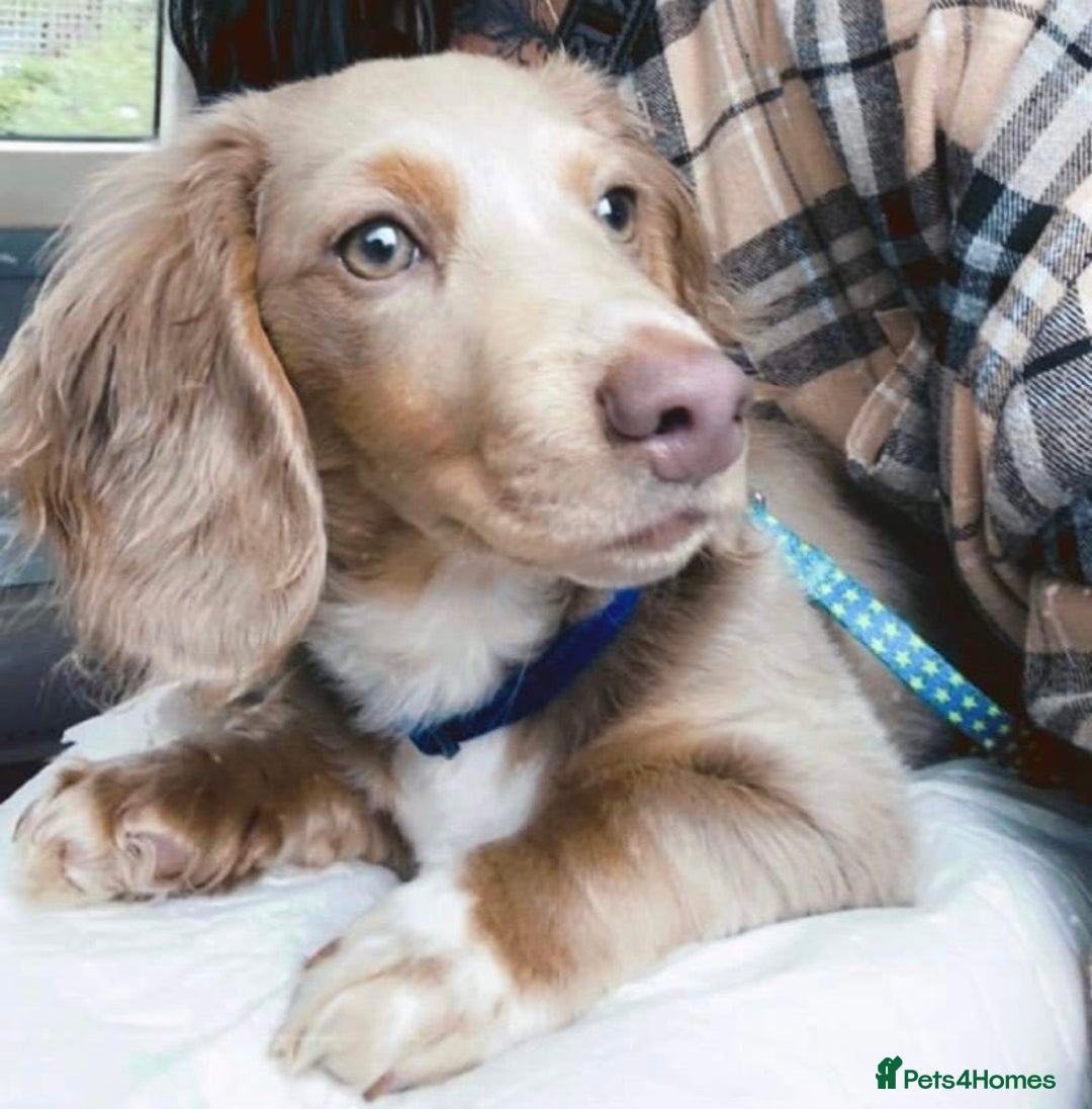 Miniature Dachshund dogs for stud: Long hair dachshund stud  - Advert 2