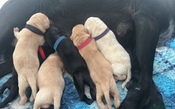 Labrador Retriever dogs for sale: Family bred Labradors ready October 28th  - Image 12