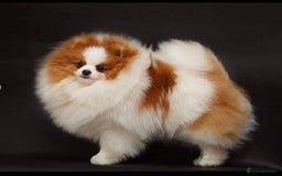 Pomeranian dogs for sale: Beautiful mix of Russian/Chi Tien Pomeranian Pups - Image 18