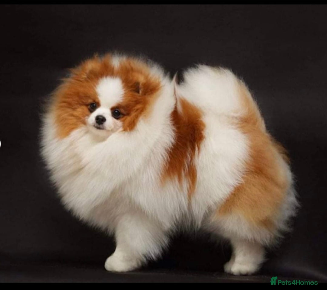 Pomeranian dogs for sale: Beautiful mix of Russian/Chi Tien Pomeranian Pups - Image 18