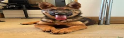 Mixed Breed dogs for sale: Belgium malinois cross in Sutton-in-Ashfield - Advert 4