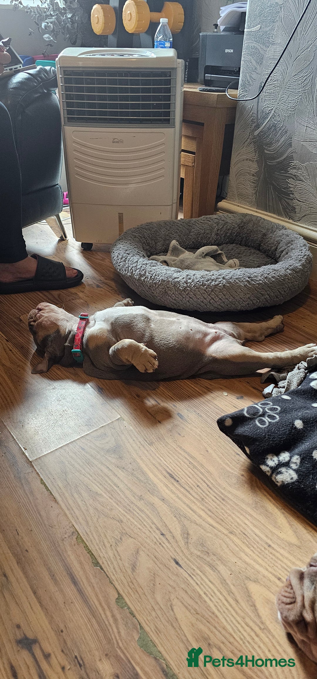 English Bulldog dogs for sale: Final Female English Bulldog available - Image 23
