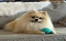 Pomeranian dogs for stud: Cream Pomeranian Stud Bersy in Preston - Image 9