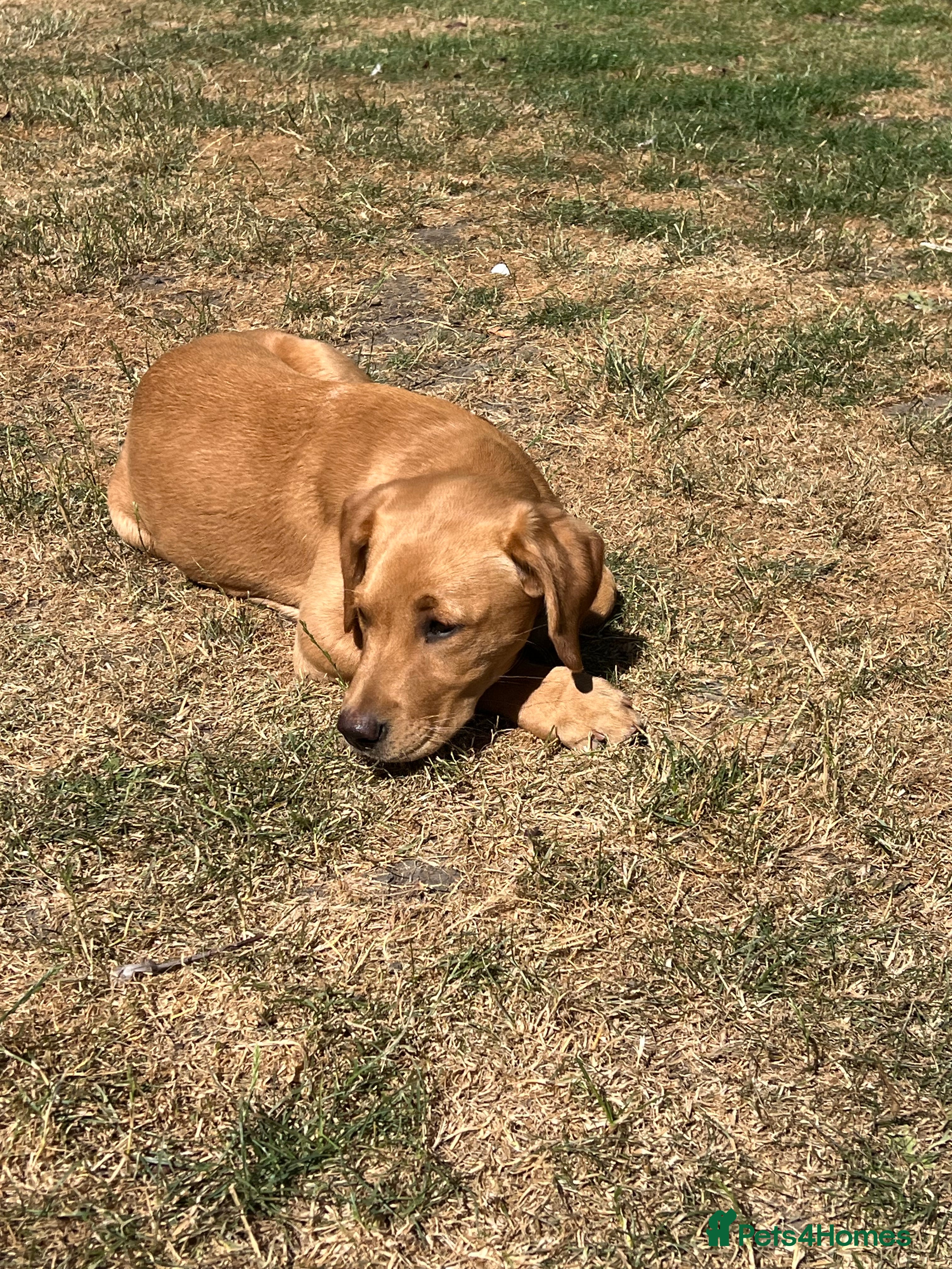 Labrador Retriever dogs Gorgeous Pedigree Labrador Puppies LAST TWO - Advert 2