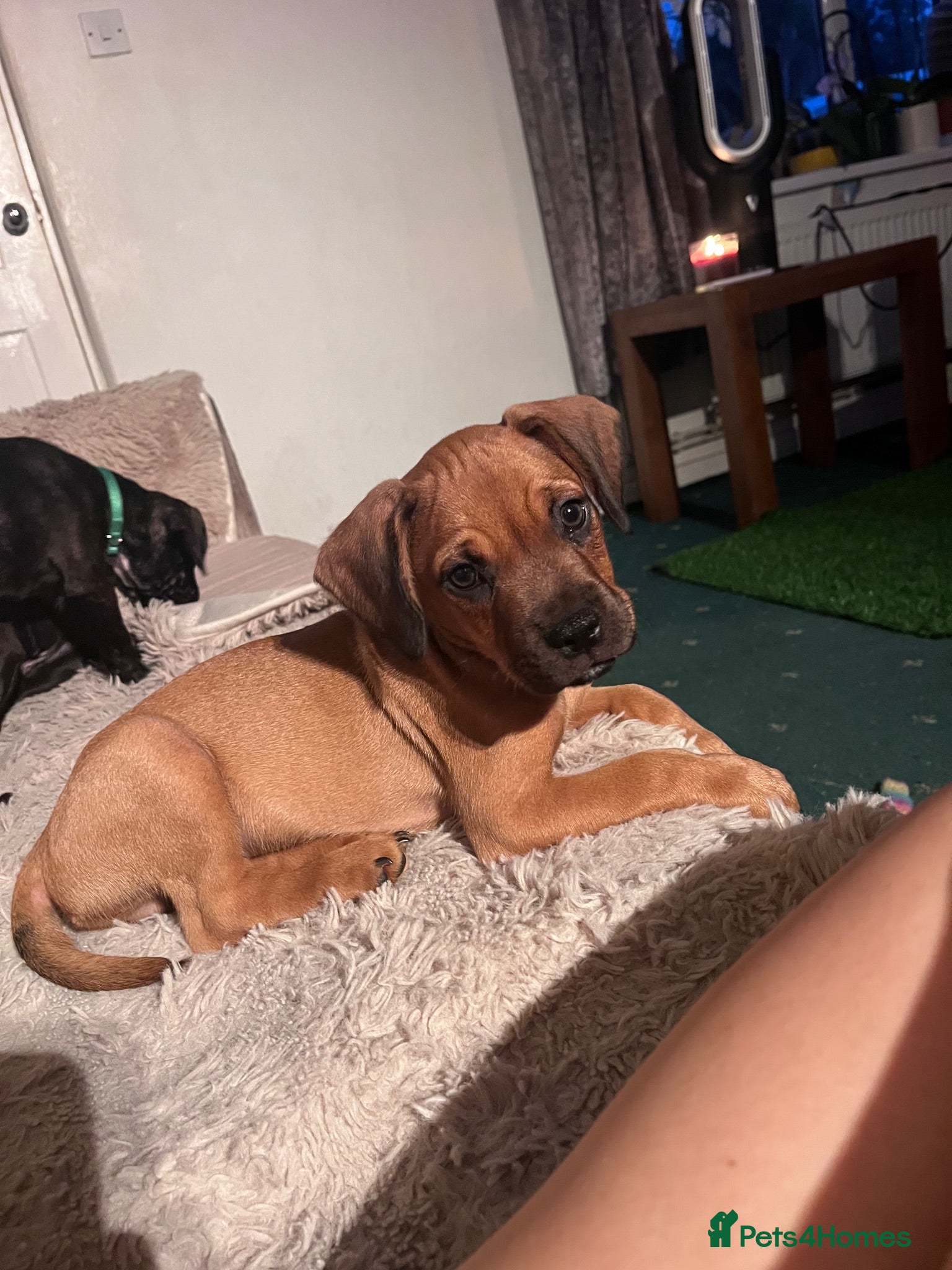 Mixed Breed dogs Sprocker spaniel x Frenchie-Pei  - Advert 16