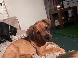 Mixed Breed dogs Sprocker spaniel x Frenchie-Pei - Advert 2