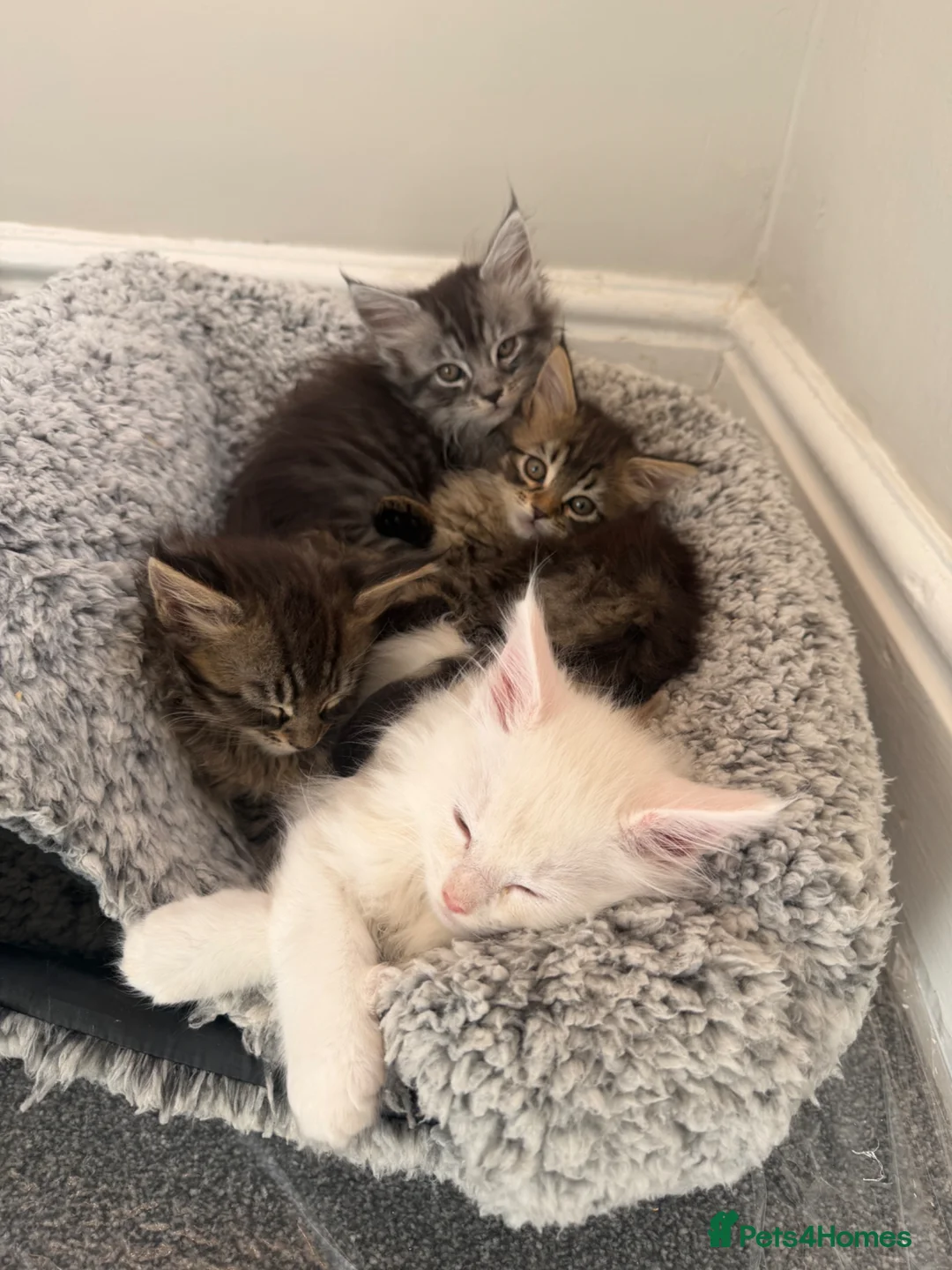 Maine Coon cats for sale: Maine Coon Kittens ready for there forever homes  - Advert 1