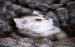 Scottish Fold cats for sale: 💙🩷LAST 2 SCOTTISH KITTENS ✅️TICA reg - Image 13