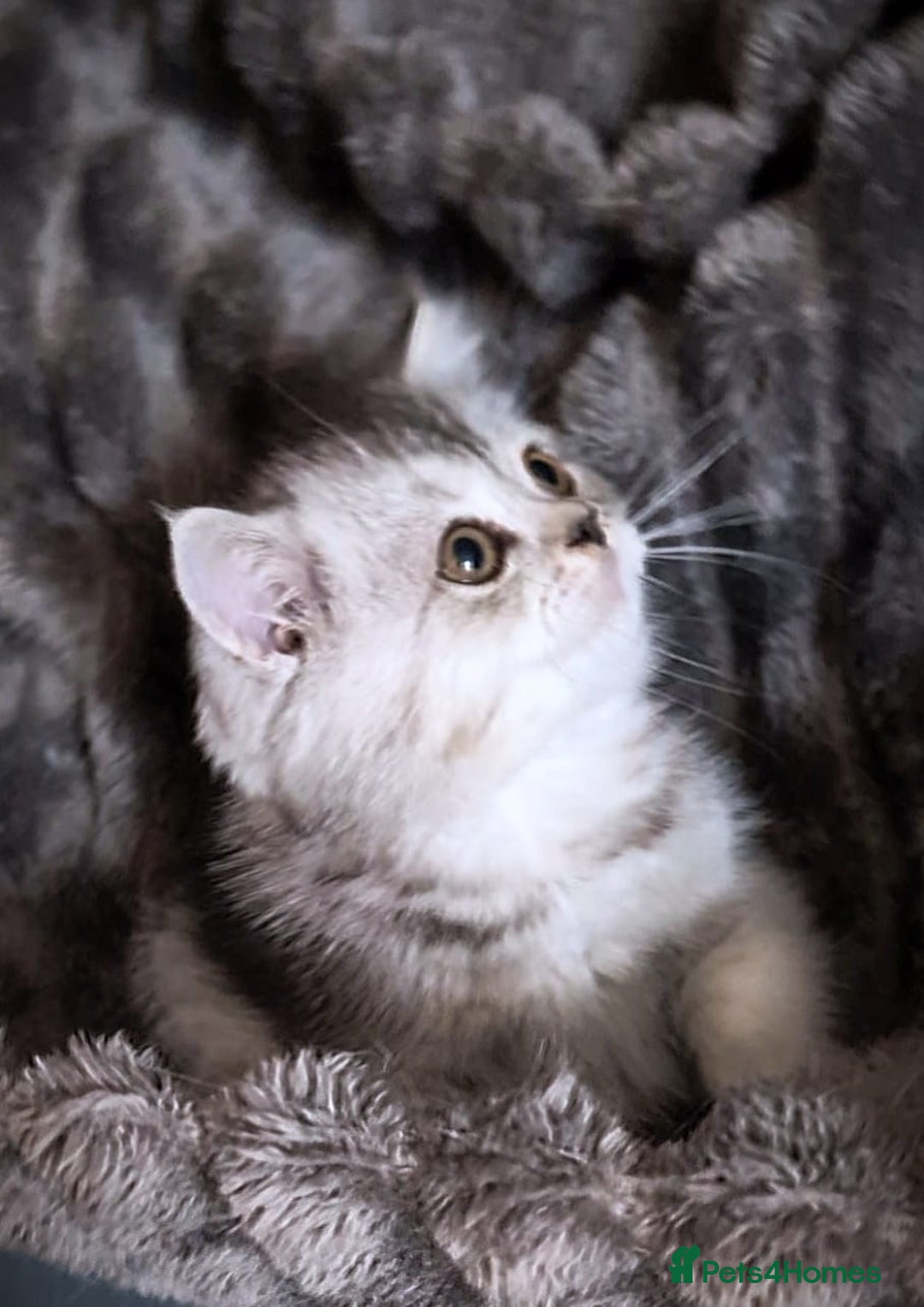 Scottish Fold cats for sale: 💙🩷LAST 2 SCOTTISH KITTENS ✅️TICA reg - Image 13