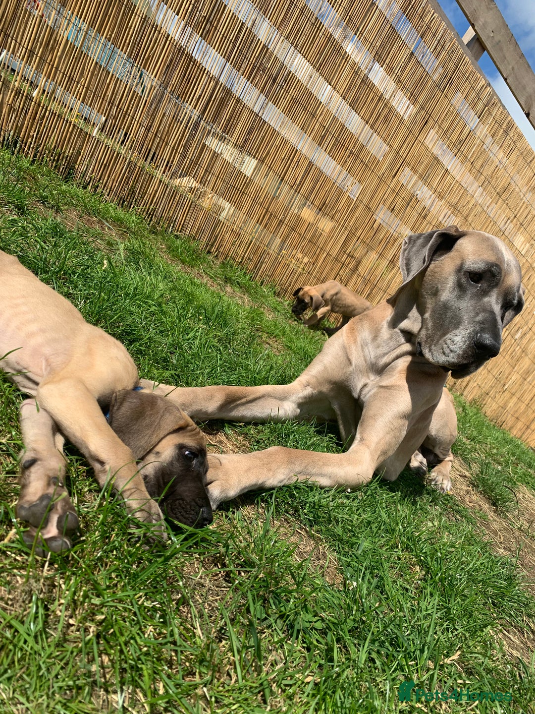 Great Dane dogs for sale: Only 3 left - Pedigree Great Dane Puppies in Dumfries - Image 1