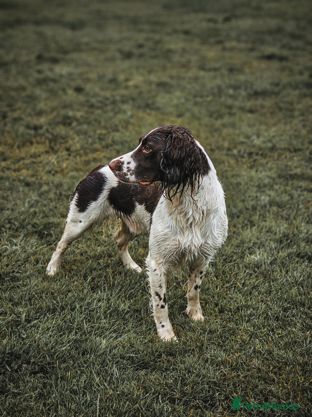 English Springer Spaniel dogs for stud: English Springer Spaniel Stud in Derby - Advert 7