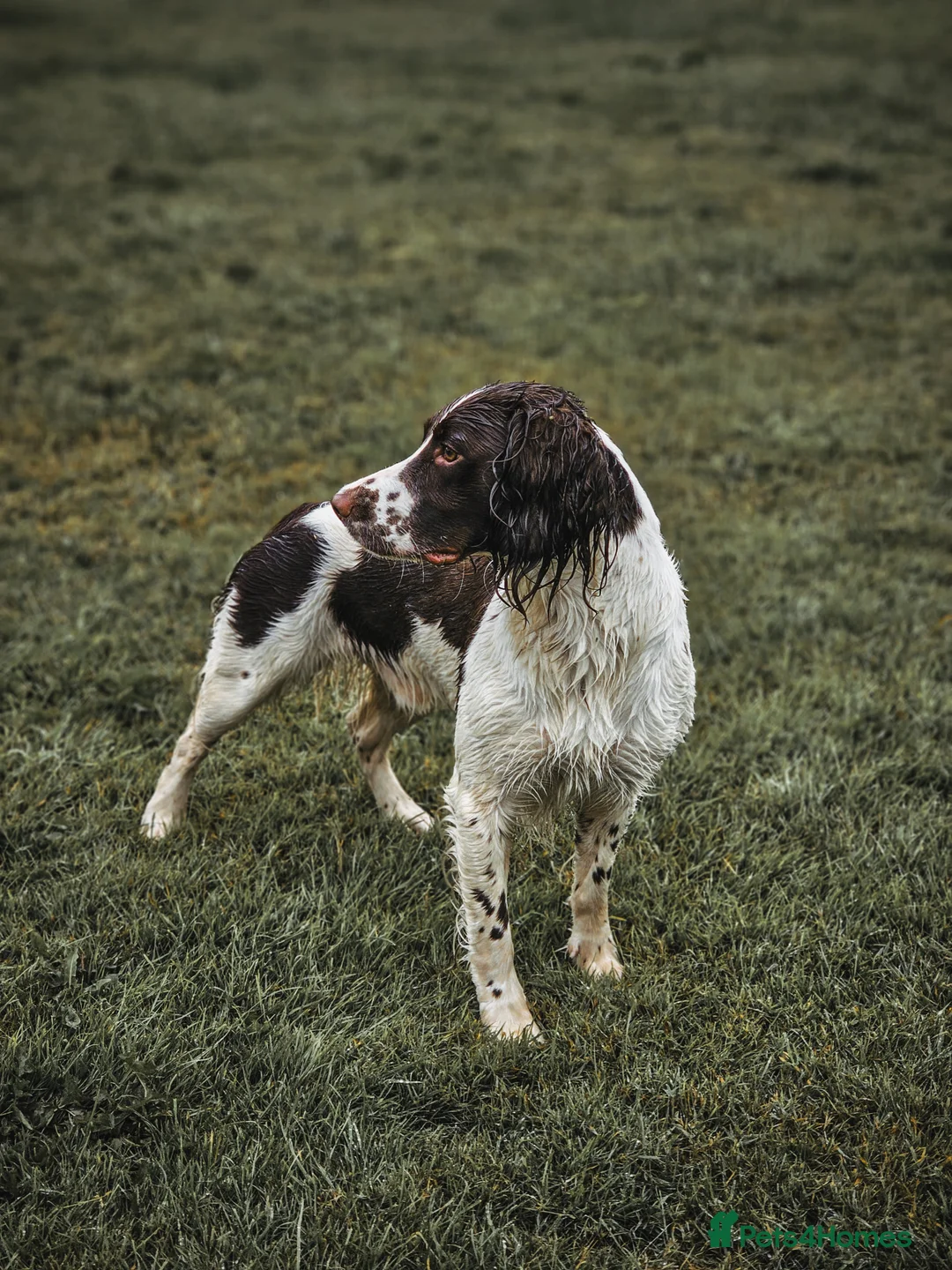 English Springer Spaniel dogs for stud: English Springer Spaniel Stud in Derby - Advert 7