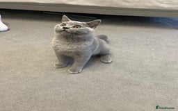 British Shorthair cats for sale:  BRITISH SHORTHAIR BOYS AVAILABLE  - Image 7