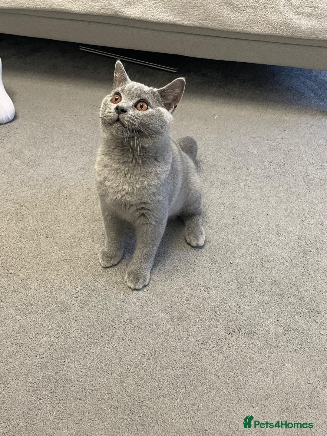 British Shorthair cats for sale:  BRITISH SHORTHAIR BOYS AVAILABLE  - Image 7