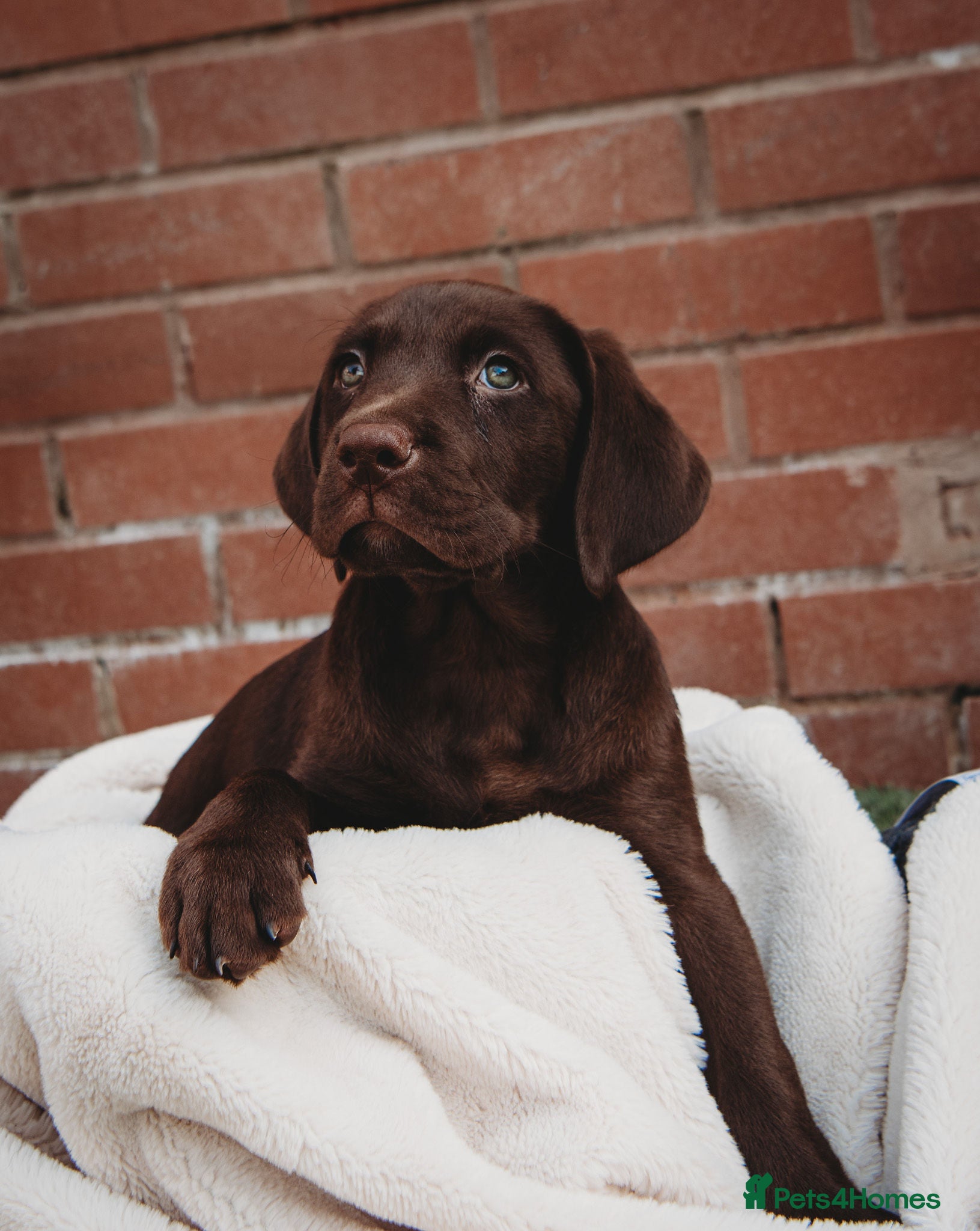 Labrador Retriever dogs Superb fully health tested chocolate labrador pups - Advert 8