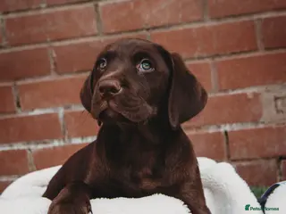 Labrador Retriever dogs Superb fully health tested chocolate labrador pups - Advert 8