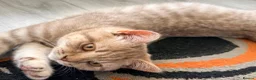Mixed Breed cats for sale: Scottish Fold x BSH  - Advert 8