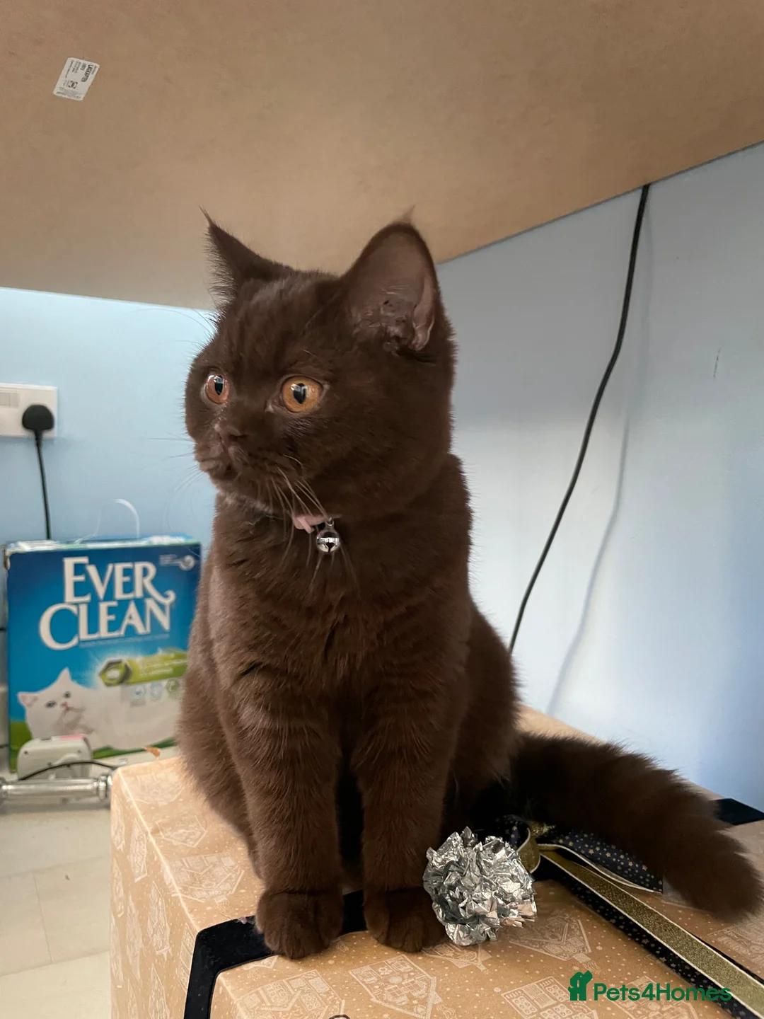 British Shorthair cats for sale: Coco, Chocolate British Short Hair in Sheffield - Advert 2