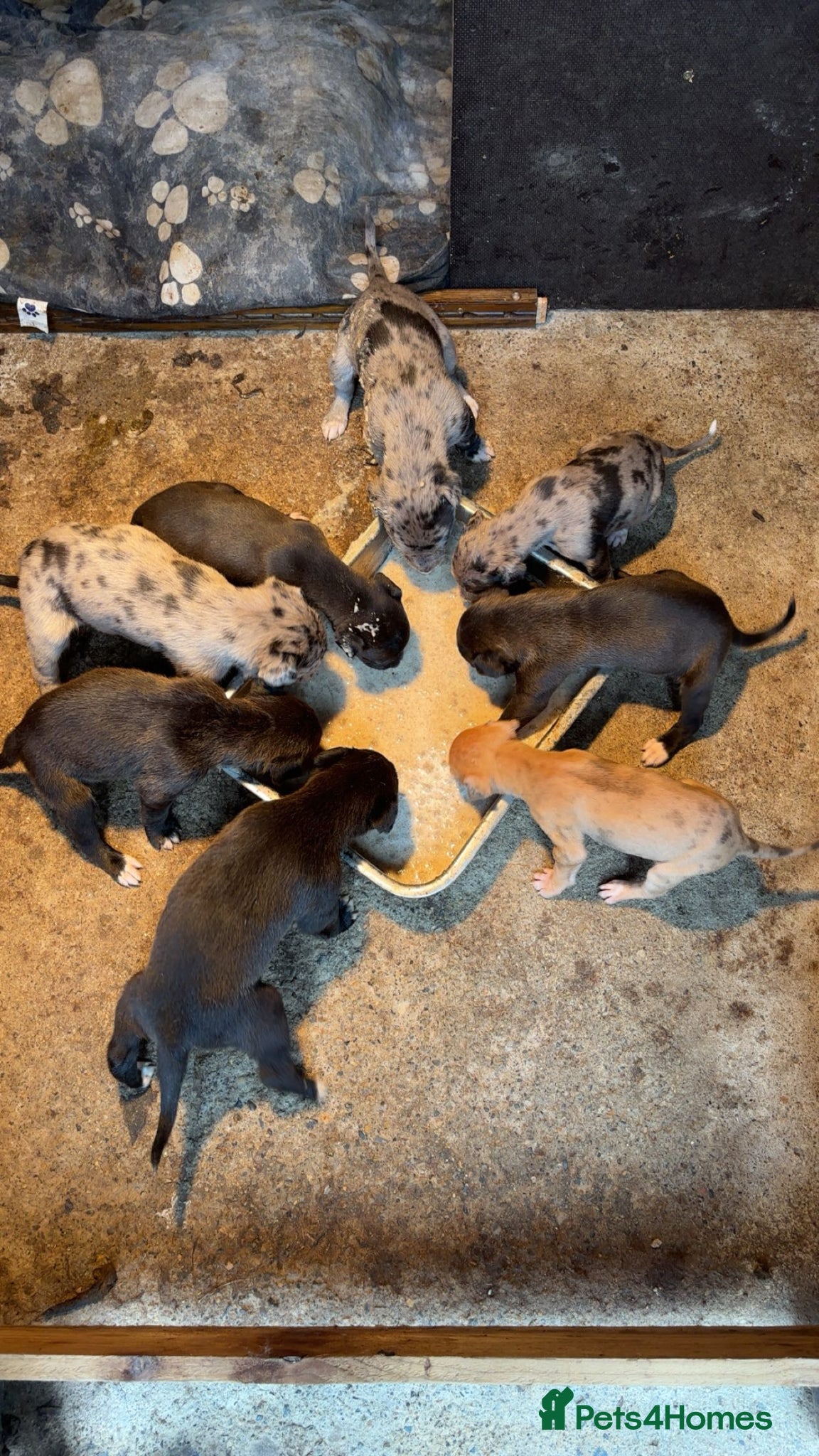 Lurcher dogs Wheaton collie bull greyhound! - Advert 18