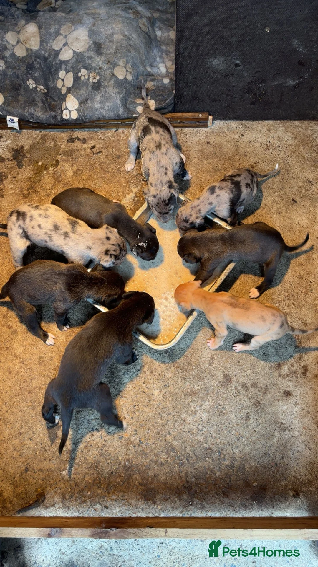 Lurcher dogs for sale: Wheaton collie bull greyhound! in Darlington - Advert 1