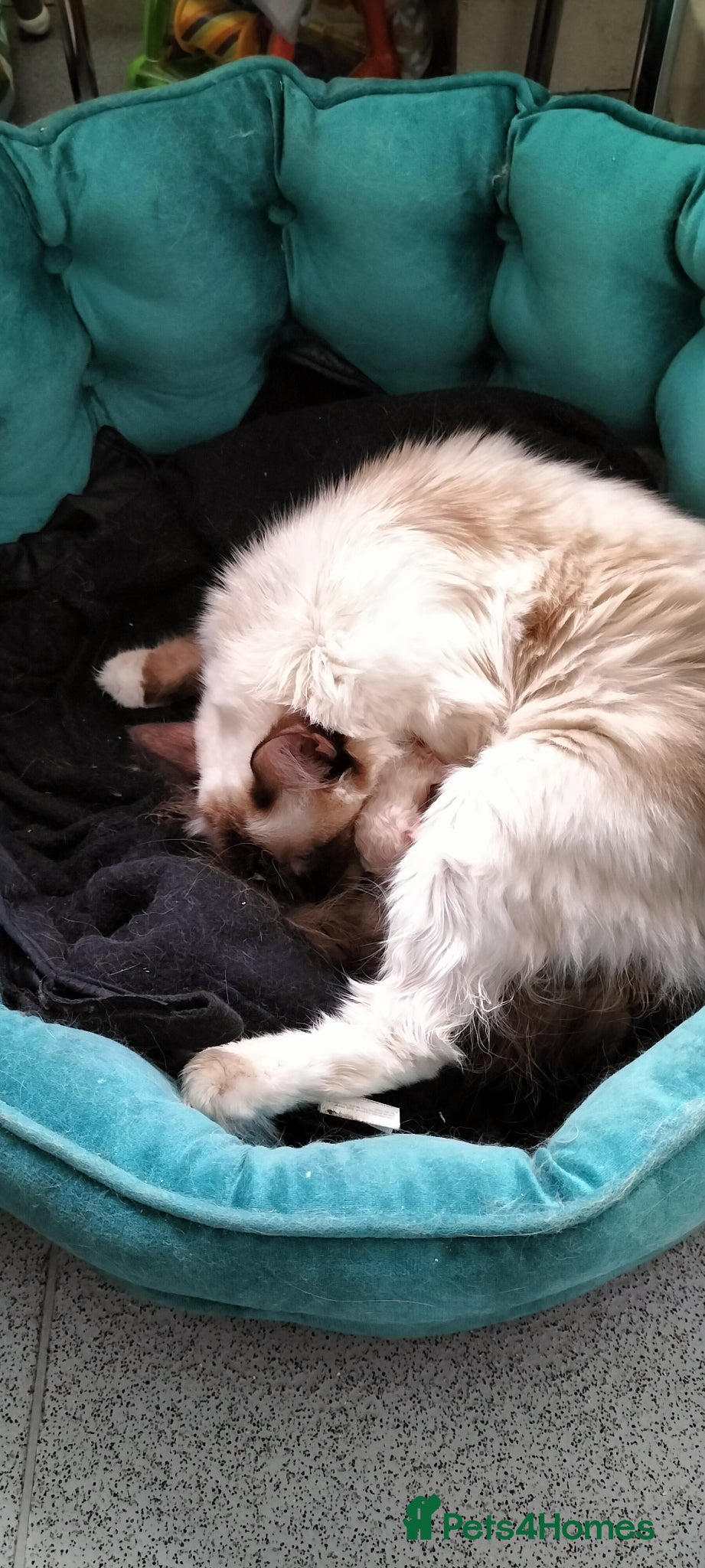 Ragdoll cats Stunning ragdoll kittens looking for new homes - Advert 1