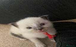 Ragdoll cats for sale: 6 ragdoll kittens  - Image 22