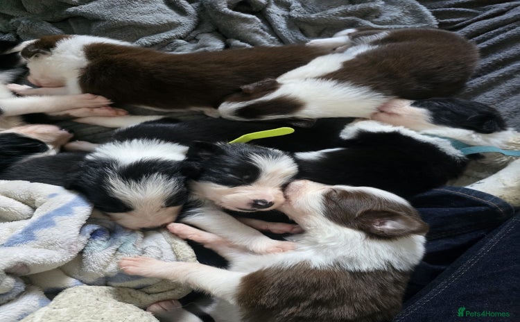 Border Collie dogs - Advert 1