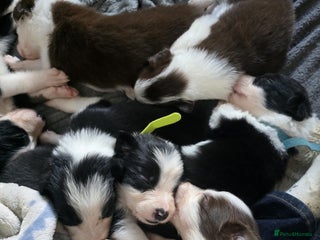 Border Collie dogs - Advert 7