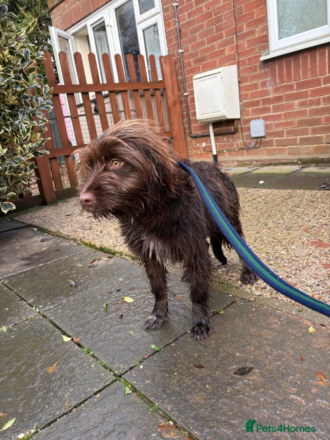 Mixed Breed dogs for adoption: Hazel - Norwich Norfolk  - Advert 15