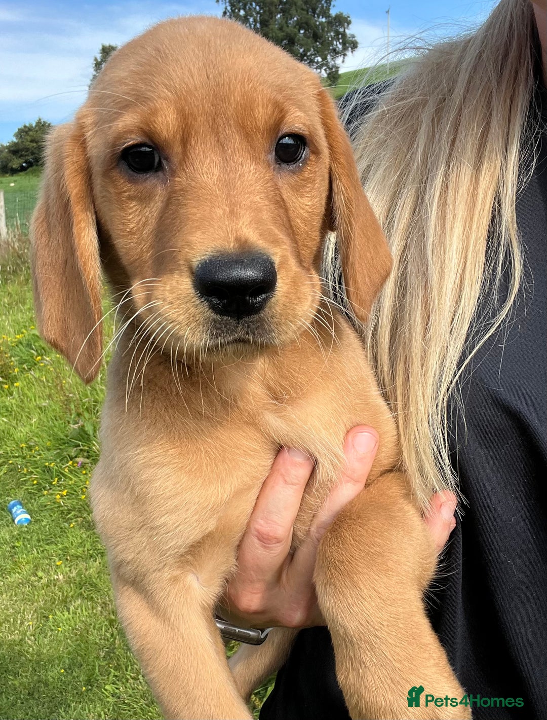 Goldador dogs for sale: Beautiful Chunky Goldador Puppies - Image 17