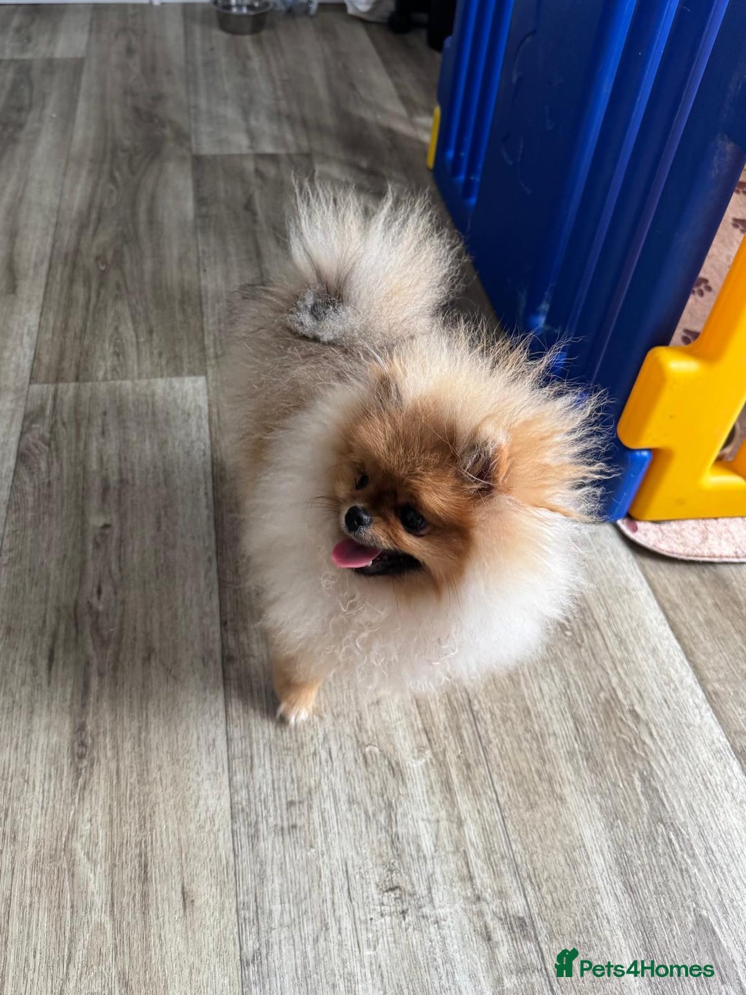 Pomeranian dogs for sale: Champion KC registered Pomeranian  - Image 8