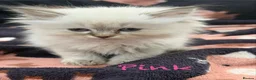 Mixed Breed cats for sale: Scottish Fold/Ragdoll in Colchester - Advert 14