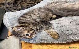 Persian cats for sale: Gorgeous Persian Cross Kittens - Image 18