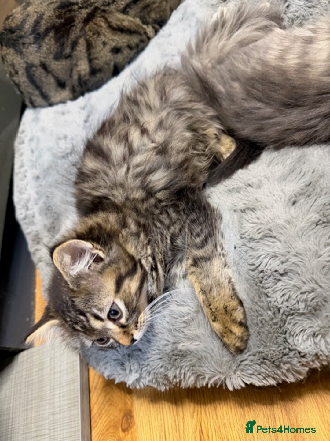 Persian cats for sale: Gorgeous Persian Cross Kittens - Image 18