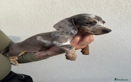 Miniature Dachshund dogs for sale: Miniature dachshund boys can leave today ❤️🤍  - Image 4