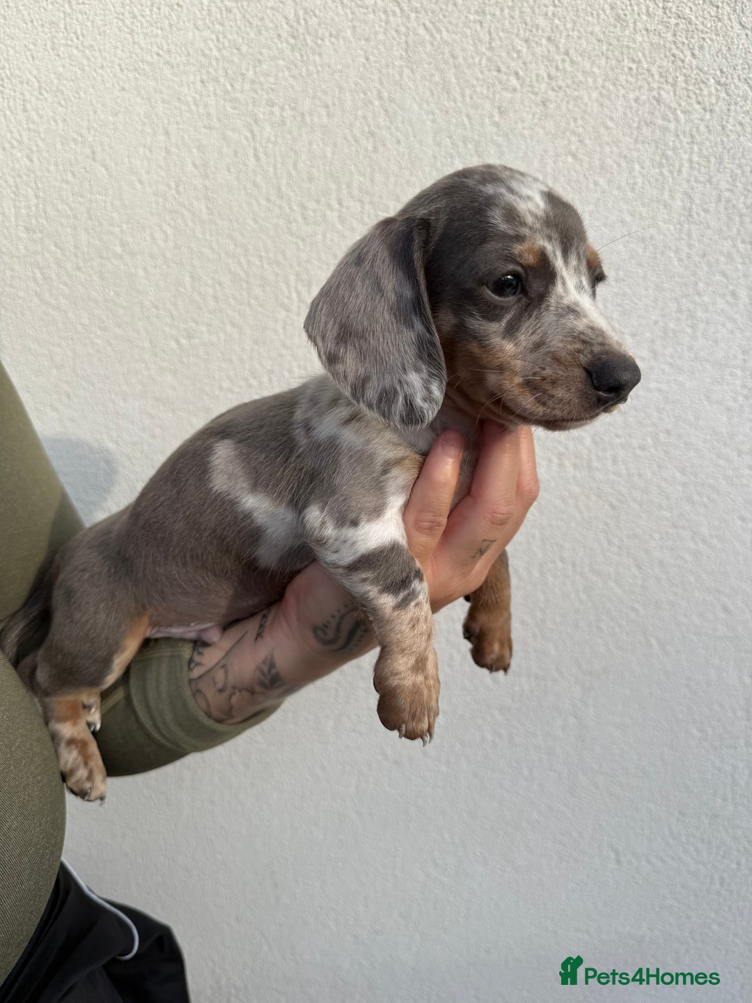Miniature Dachshund dogs for sale: Miniature dachshund boys can leave today ❤️🤍  - Image 4