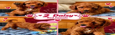 Toy Poodle 2