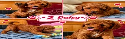 Toy Poodle dogs for sale: Toy Poodle  - Advert 38