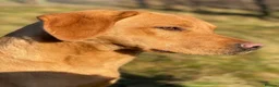 Labrador Retriever dogs for stud: Dark yellow Lab at stud in Dunkeld - Advert 4