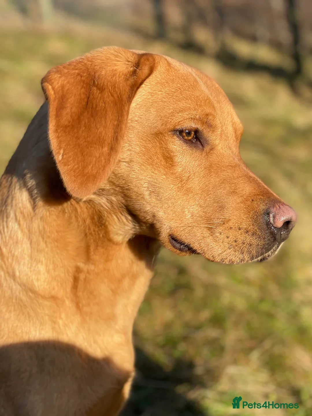 Labrador Retriever dogs for stud: Dark yellow Lab at stud in Dunkeld - Advert 4
