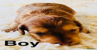 Cockapoo dogs - Advert 5