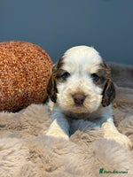 Cocker Spaniel dogs - Advert 8