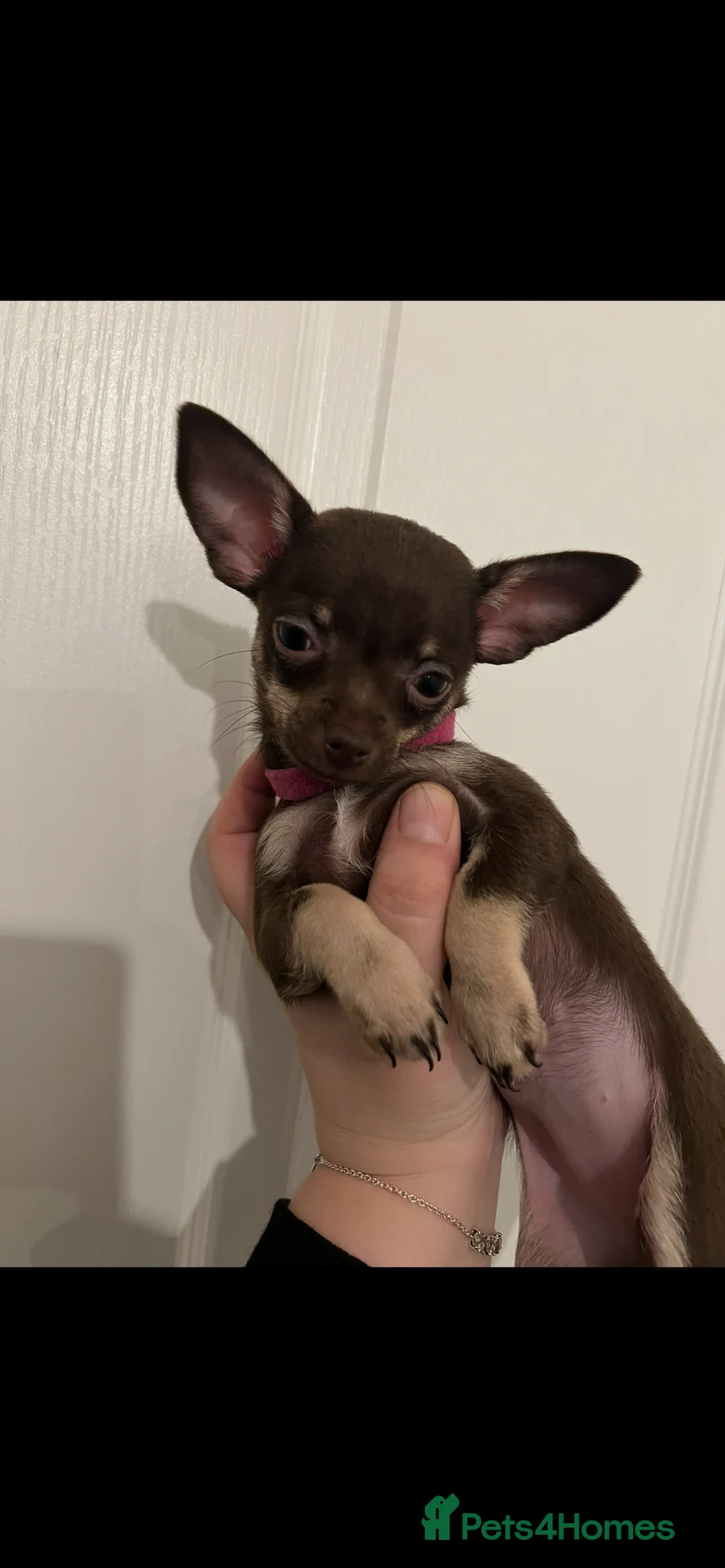 Chihuahua dogs for sale: Beautiful chocolate and fawn girls  in Gravesend - Advert 2